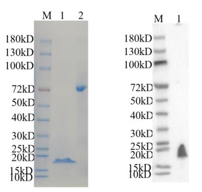 1. PSEN2<br />2. BSA